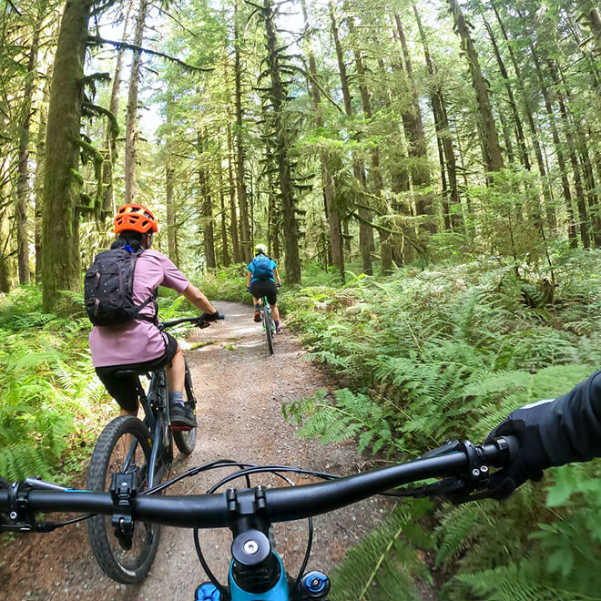 group of people riding bicycles in a forest 